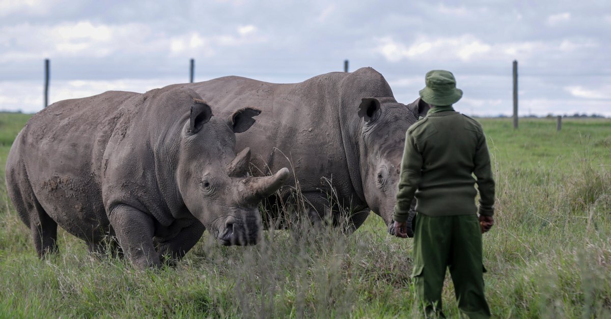 Coronavirus Is Stalling Efforts to Save the Northern White Rhino